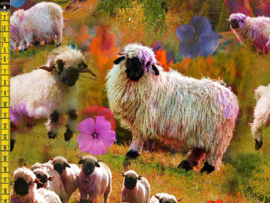 Schaap  ( gots)