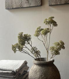 Tak Achillea Groen