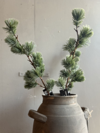 Zijde Tak Kerst Ceder Small