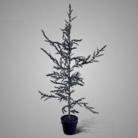 Zederbaum 120 cm -Brynxz-