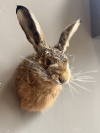 Hase