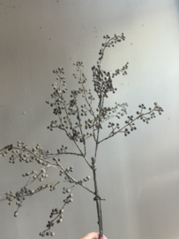 Seidenzweigbeeren Grau -PTMD-