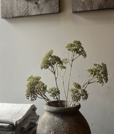 Tak Achillea Groen