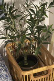 Olivenbaum im Topf, 67cm