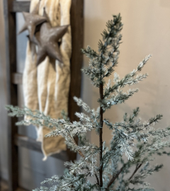 Zederbaum 120 cm -Brynxz-