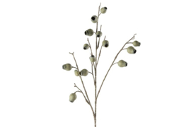 Tak Eucalyptus Groen