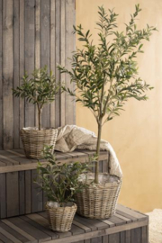 Olivenbaum im Topf, 67cm