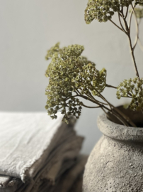 Tak Achillea Groen