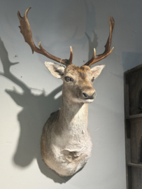 Damhirsch