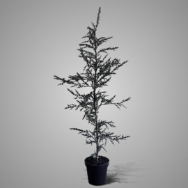 Cederboom 160 cm -Brynxz-
