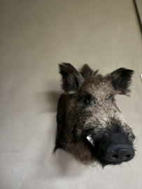 Wildschwein