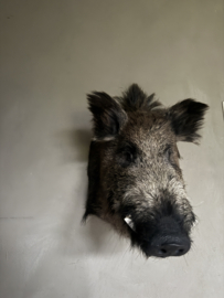Wildschwein