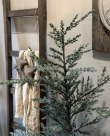Cederboom 160 cm -Brynxz-