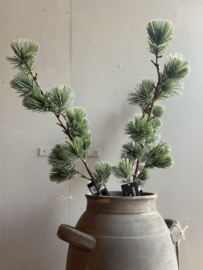 Zijde Tak Kerst Ceder Small