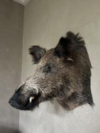 Wildschwein