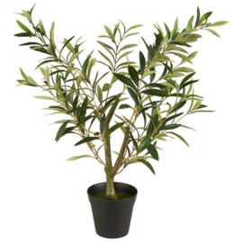 Olivenbaum im Topf, 67cm