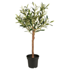 Olijfboom in Pot, 75 cm