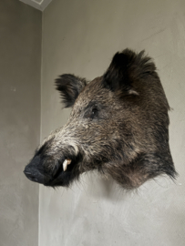 Wildschwein