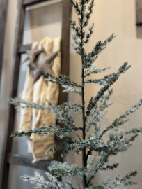 Zederbaum 120 cm -Brynxz-