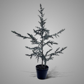 Cederboom 80 cm -Brynxz-