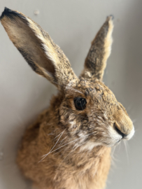 Hase