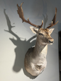 Damhirsch