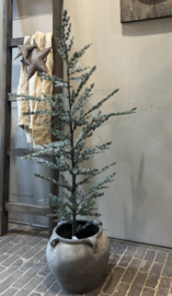 Zederbaum 120 cm -Brynxz-