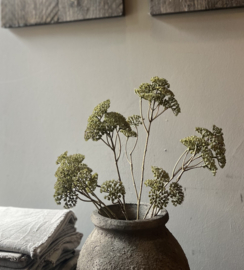 Tak Achillea Groen