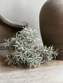 Podocarpus Bosje