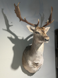 Damhirsch