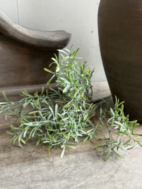Asparagus Bush