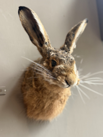 Hase
