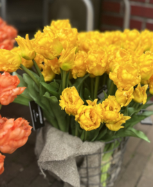 Tulpen (parkiet) boeket geel