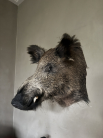 Wildschwein