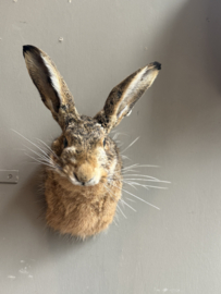 Hase
