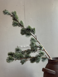 Zijde Tak Kerst Ceder Large