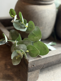 Zijde Takje Eucalyptus 28 cm