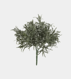 Podocarpus Bosje
