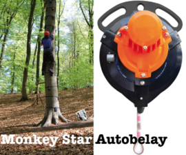 Monkeyboom in de tuin