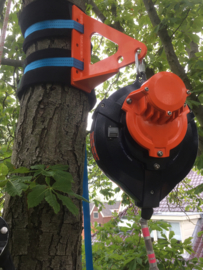 Monkeyboom in de tuin