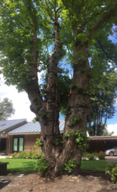 Monkeyboom in de tuin