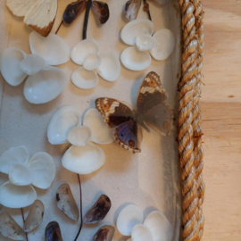 Vintage vlindertjes met schelpjes