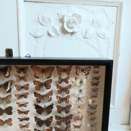 Vitrinekastje vintage vlinders