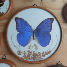 Vlinder blauw groot ronde lijst