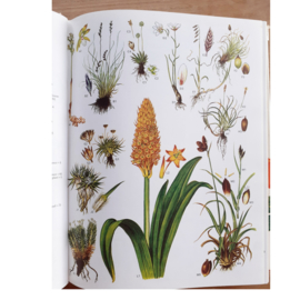 Boek "Wild flowers of the world"