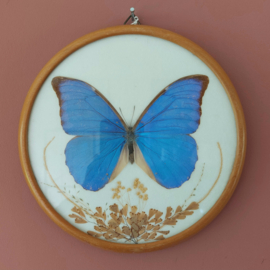 Vlinder vintage Morpho houten lijst