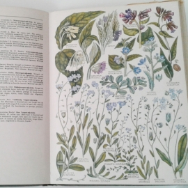 Thieme's flora in kleuren