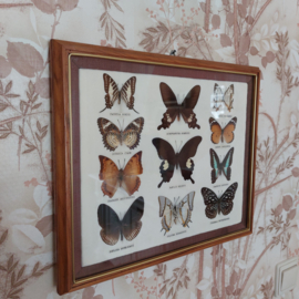 Lijst met verschillende vlinders
