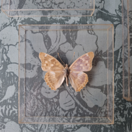 Vlinder neutraal vintage