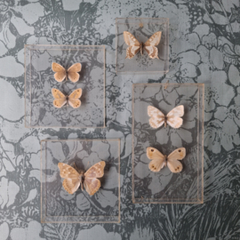 Vlindertjes in plexiglas lijstje neutraal